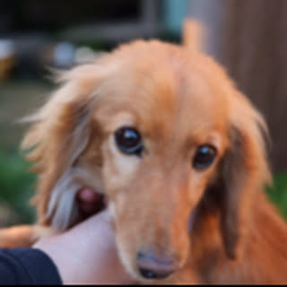 lily2