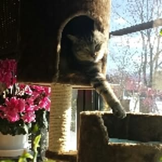 miki