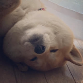 komorebi