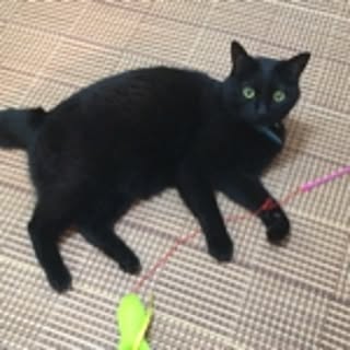 bibi
