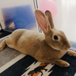 Rui