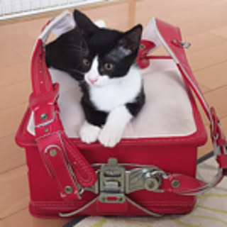 yukap-