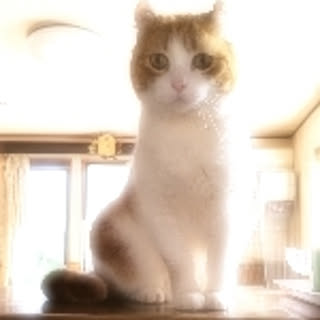 comafuku