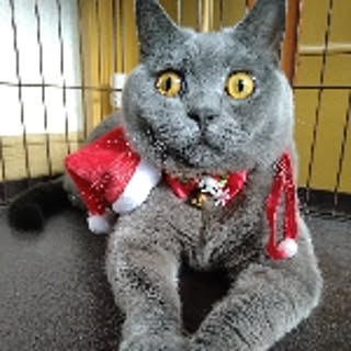 suzu