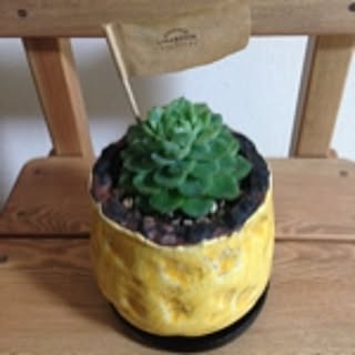 orangepeco
