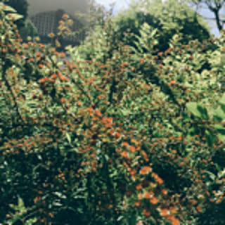 cha_m