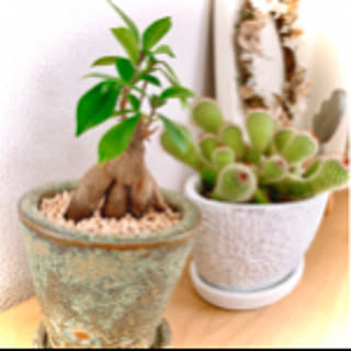 kaji.koji