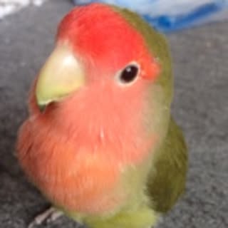 ako