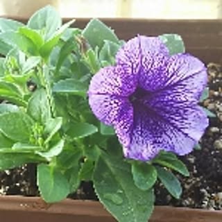 torenia
