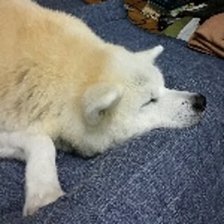 82_arifuji