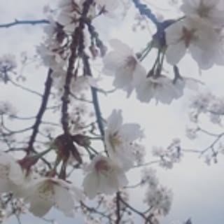 riharu