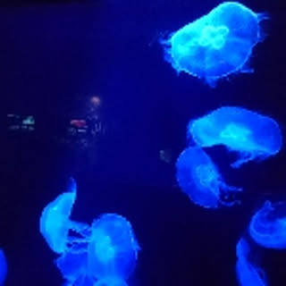 hanaemon_o