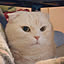 Jiji