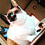 livingpokke