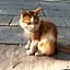 momonga_cat