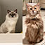 mofucat