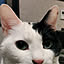 tititomyu