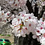 sena0609