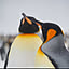 Penguine