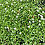 ecopana