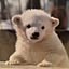 shirokuma