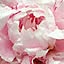 La_pivoine