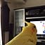 rikochanchan