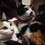 nyanko_2