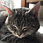 nekoleo