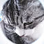 myu-s-cat