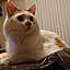 rila