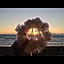 Shellwreath