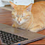 Zaitaku_Cat