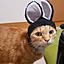 Madopey
