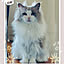 CatSlave