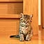 nankokuCat