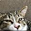 sato_