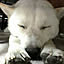 inudog