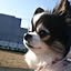 yuic-