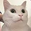nekocat