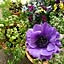 anemone