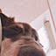 ringo