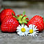 berrytree