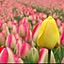 tulip