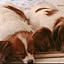 papillon3