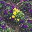 rosemary