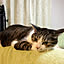 kimu-neko
