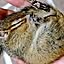 sleeping_chipmunk