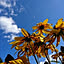 sunny