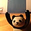 pandy